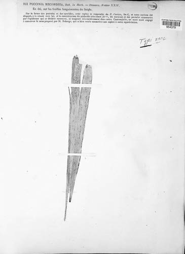 Puccinia recondita image